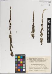 Foto von Salix kangensioides Korkina